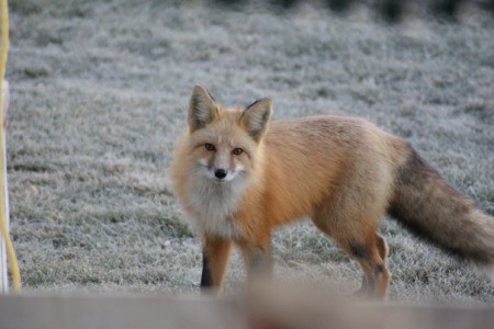 Foxy Friend