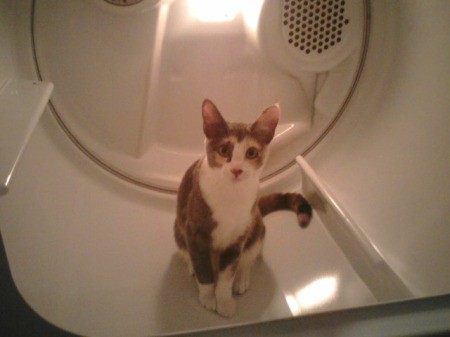 Cat in the dryer