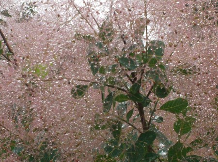 Raindrops on Treetops