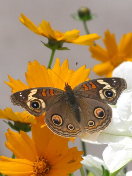 Garden Center Butterfly