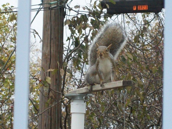 Squirrel on top of birdfeeder