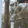 Squirrel on top of birdfeeder
