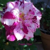 Purple Tiger Rose