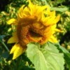 Large sunflower with apparent smile.