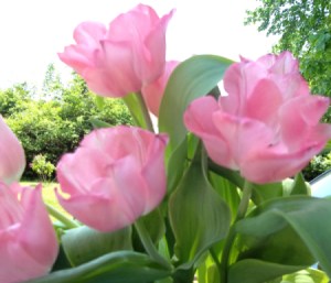 Pink tulips growing in a yard.