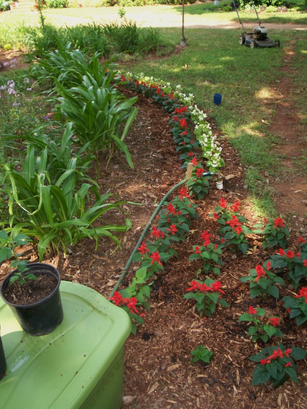 Photo of a hose hidden in a garden bed.