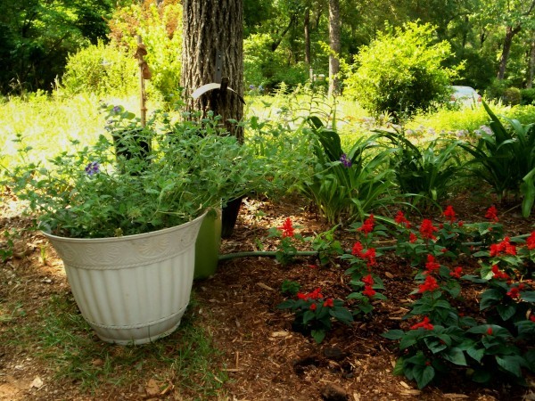 Photo of a potted plant hiding a hose in a garden.