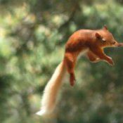 A red squirrel jumping to a tree.