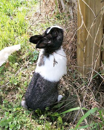 Black and white pet rabbit.