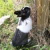 Black and white pet rabbit.
