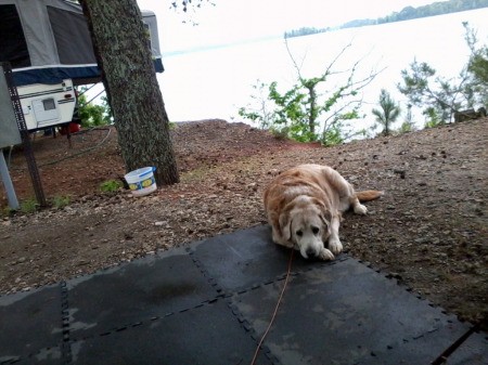 Brown dog laying on the ground