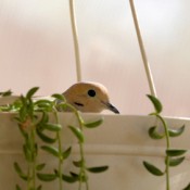 Photo of a hanging planter with a bird in it