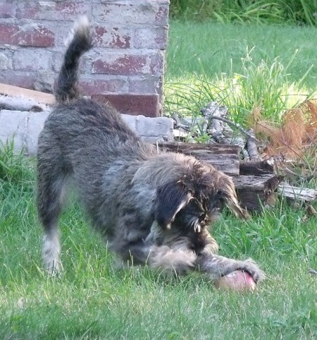 Dog playing outside.