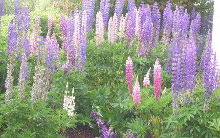 A garden of spring blooming flowers in purple, pink and white