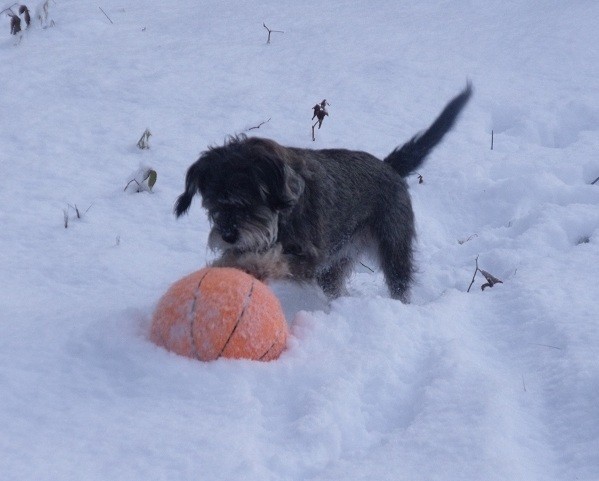 Dog playing in the snow.