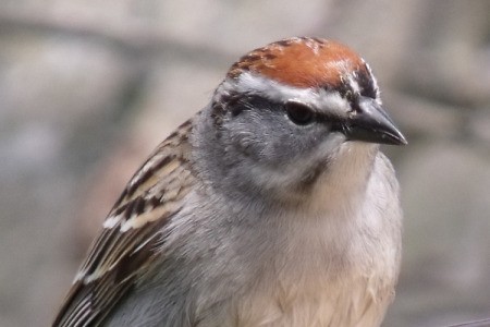 A close up of a bird.