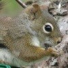 A close up of a squirrel.