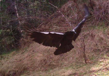A large black bird with wings outspread.