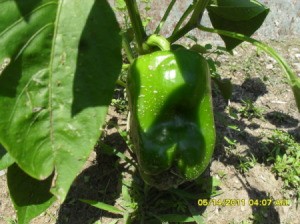 Green bell pepper growing in garden.