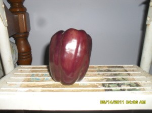 Harvested Purple Bell Pepper