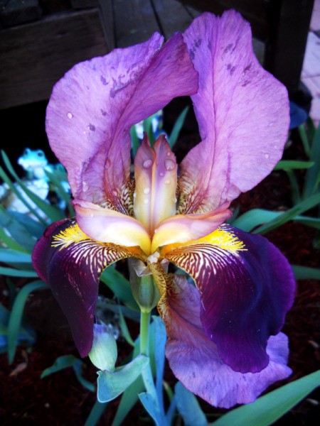 Photo of Iris after watering