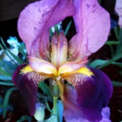 Photo of Iris after watering