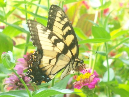 Photo of Butterfly Enjoys Sunshine and Wildflowers