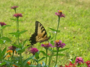 Photo of Butterfly Enjoys Sunshine and Wildflowers
