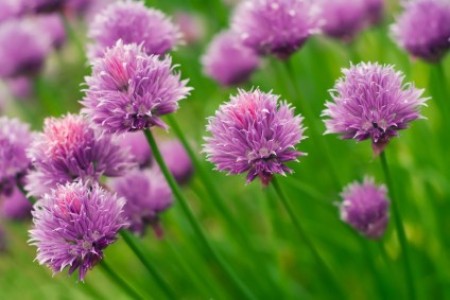 Chives in Flower