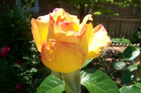 Photo of Yellow and Pink Roses