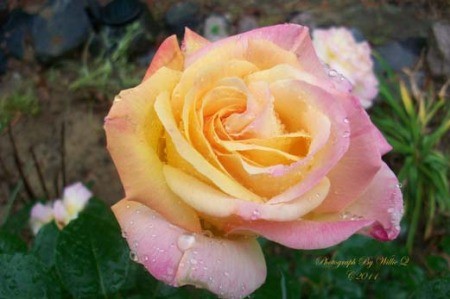 Photo of Yellow and Pink Roses