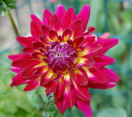 closeup photo of dahlia flower