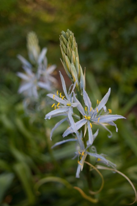 Stalk type blue flower with yellow orange stamen