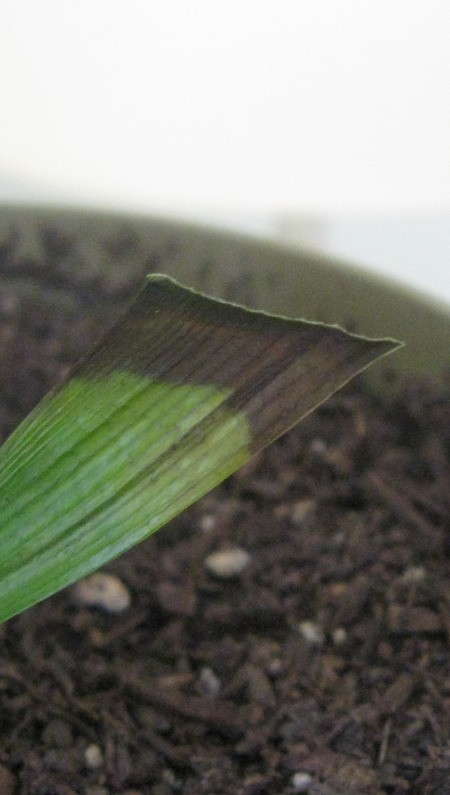 Closeup of straight cut plant leaf