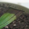 Closeup of straight cut plant leaf