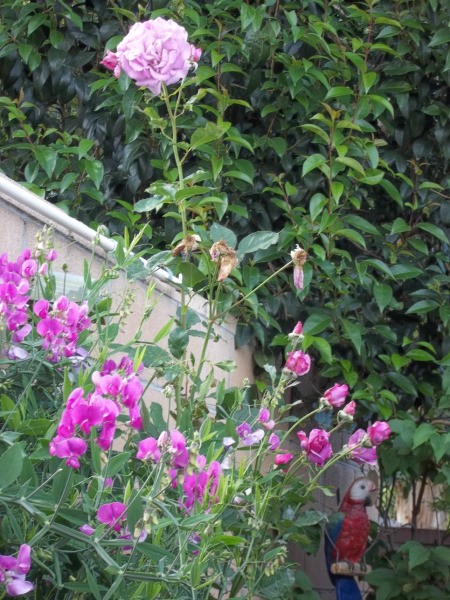 Lavendar pink sweet peas in the garden.