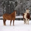 Two horses in the snow.