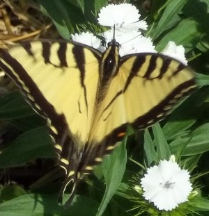 A black swallowtail butterfly on Sweet William.