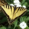 A black swallowtail butterfly on Sweet William.