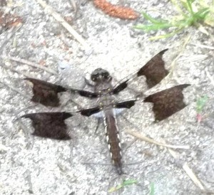 A black dragonfly on the ground.