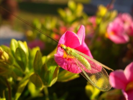 Another view of a green insect on a pink petunia.