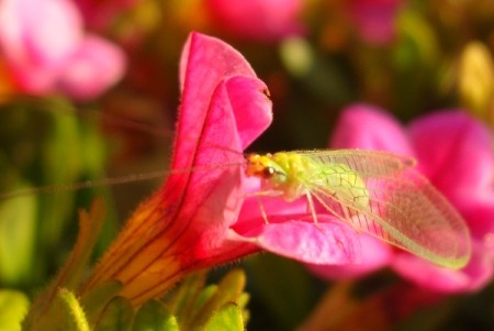 A green insect on a pink petunia flower.