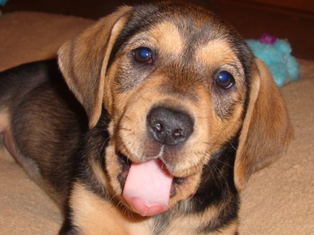 Cute brown hound mix dog with her tongue out.