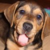 Cute brown hound mix dog with her tongue out.