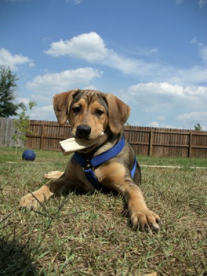 Brown dog playing outside.