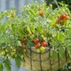 Cherry Tomatoes in hanging basket