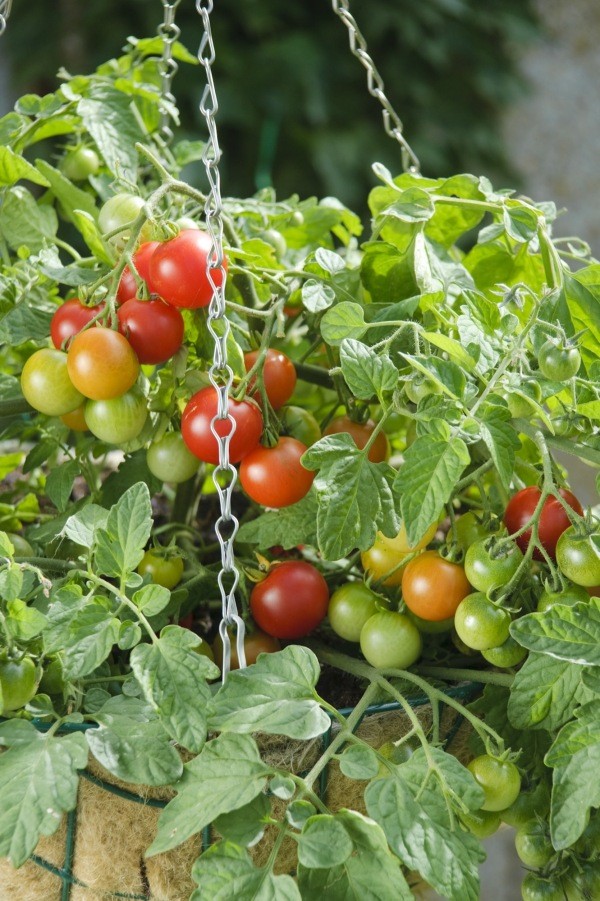 cherry-tomatoes-for-hanging-baskets-thriftyfun