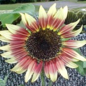 picture of growing sunflowers in a planter