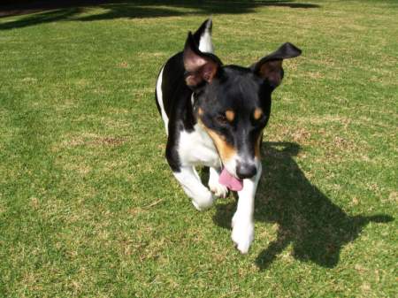 Black, white and brown dog running on the lawn.