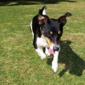 Black, white and brown dog running on the lawn.